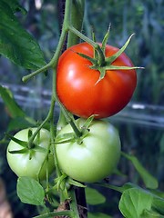 Image showing tomatoes