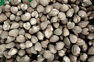 Image showing Fresh Cockles