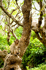 Image showing Monkey eating