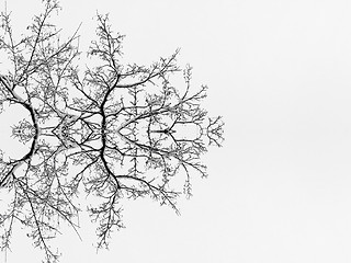 Image showing Tree in winter