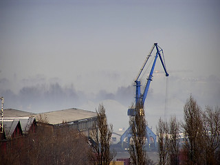 Image showing Blue Crane