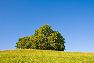 Image showing Idyllic meadow with tree