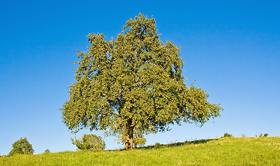 Image showing Idyllic meadow with tree