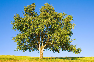 Image showing Idyllic meadow with tree