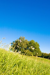 Image showing Idyllic meadow with tree