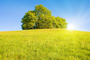 Image showing Idyllic meadow with tree