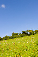 Image showing Idyllic meadow in summer
