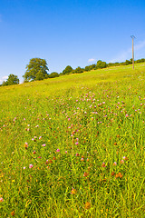 Image showing Idyllic meadow in summer