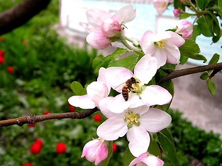 Image showing Bee on flower