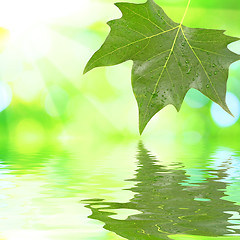 Image showing Green leaves in spring