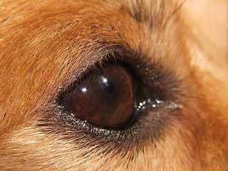 Image showing Dog EYE - macro