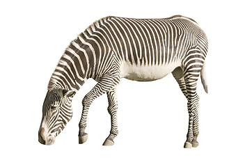 Image showing Zebra