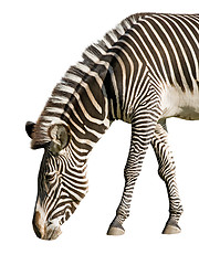 Image showing Zebra