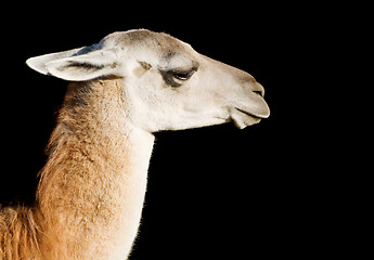 Image showing Llama