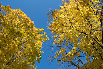 Image showing Golden maple