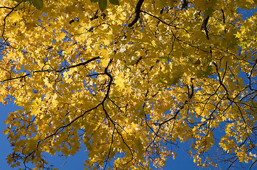 Image showing Golden maple