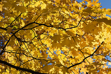 Image showing Golden maple