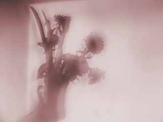 Image showing Flowers - Shadow on wall