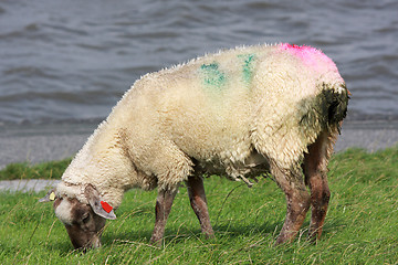 Image showing sheep on dike