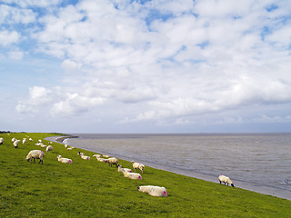 Image showing sheep on dike