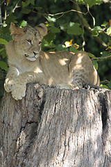 Image showing young lion