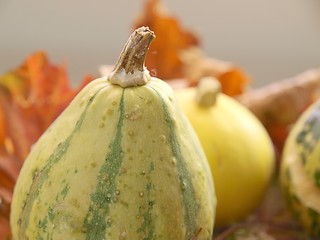 Image showing Pumpkin 