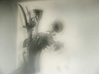 Image showing Flowers - Shadow on wall