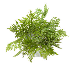 Image showing Green herb in glass