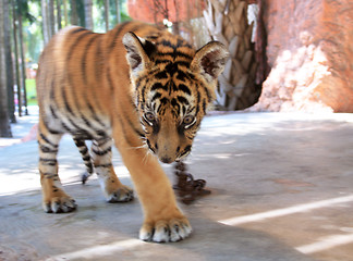Image showing Young tiger