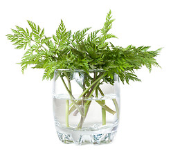 Image showing Green herb in glass with water