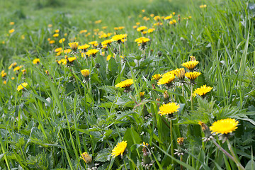 Image showing Green meadow, dandelion