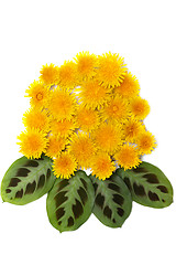 Image showing Yellow dandelions with green sheet