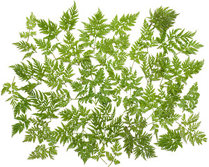 Image showing Green herb