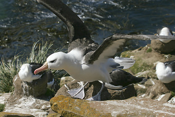 Image showing Black-browed albatross (Diomedea melanophris)