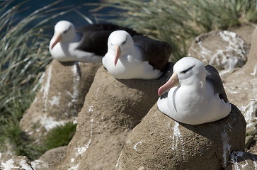 Image showing Black-browed albatross (Diomedea melanophris)