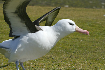 Image showing Black-browed albatross (Diomedea melanophris)