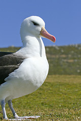 Image showing Black-browed albatross (Diomedea melanophris)