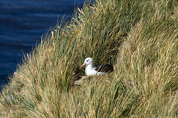 Image showing Black-browed albatross (Diomedea melanophris)