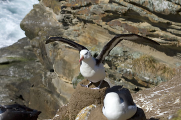 Image showing Black-browed albatross (Diomedea melanophris)