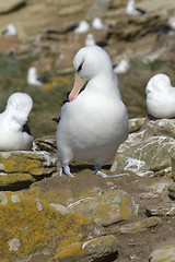 Image showing Black-browed albatross (Diomedea melanophris)