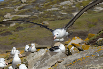 Image showing Black-browed albatross (Diomedea melanophris)