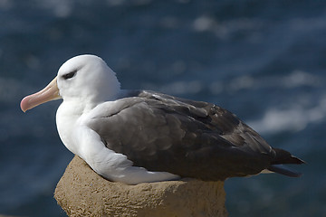 Image showing Black-browed albatross (Diomedea melanophris)