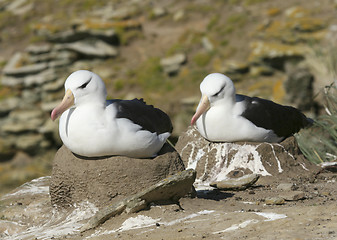 Image showing Black-browed albatross (Diomedea melanophris)