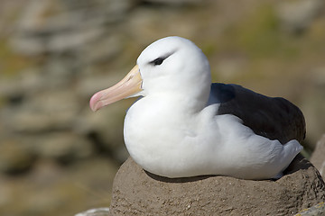 Image showing Black-browed albatross (Diomedea melanophris)