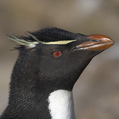 Image showing Rockhopper penguin (Eudyptes chrysocome)