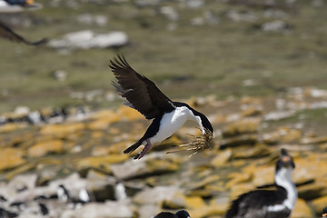 Image showing King cormorant (Phalacrocorax atriceps)