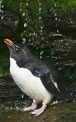 Image showing Rockhopper penguin (Eudyptes chrysocome)