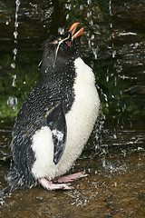 Image showing Rockhopper penguin (Eudyptes chrysocome)