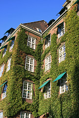 Image showing House with Ivy