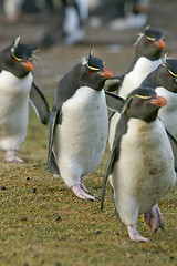 Image showing Rockhopper penguins (Eudyptes chrysocome)